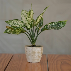 Ceramic Spiral Swirl Textured Planter/ Pot for Plants hanging green plant  