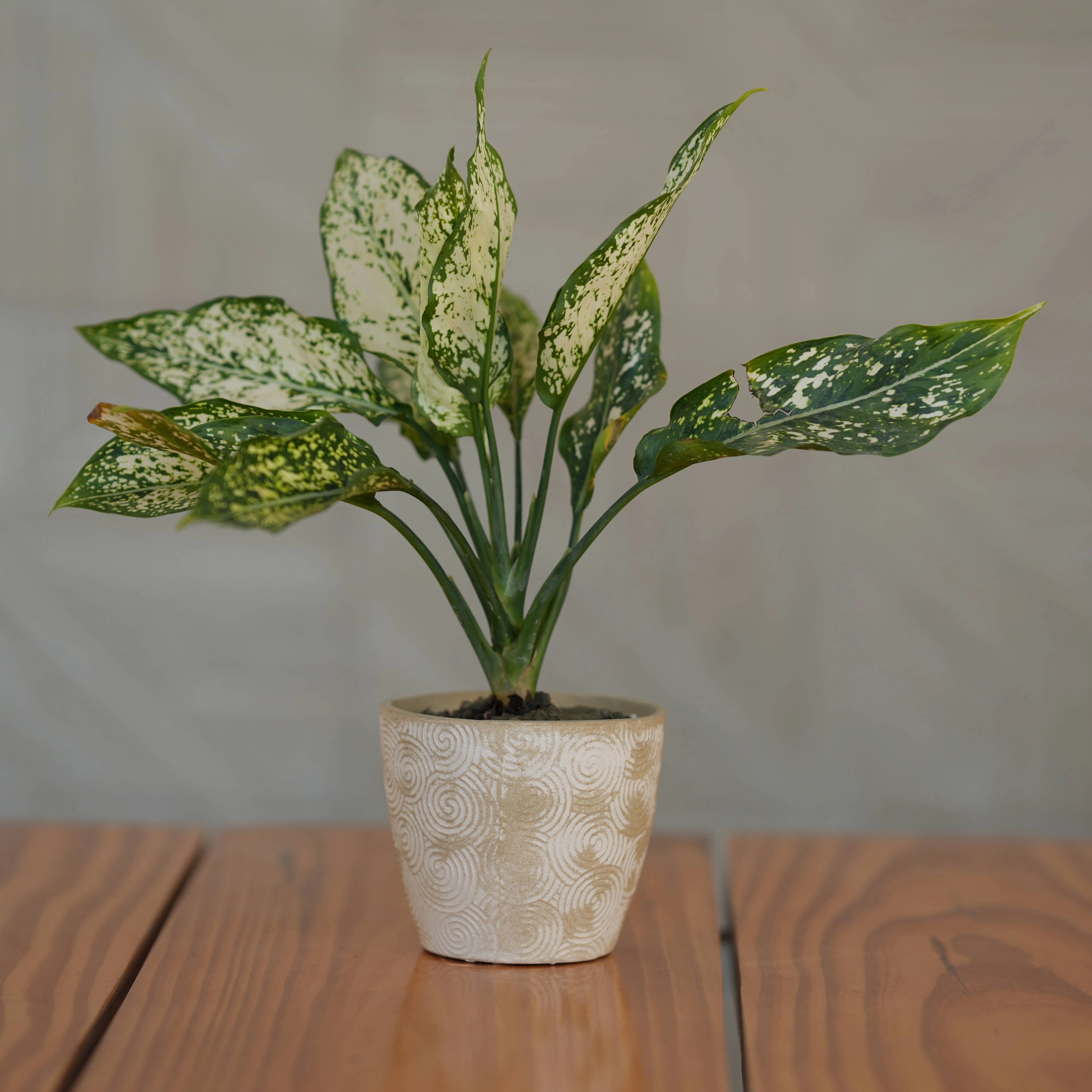 Ceramic Spiral Swirl Textured Planter/ Pot for Plants shade perennial  