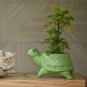 Ceramic Standing Tortoise Pot shade perennial  