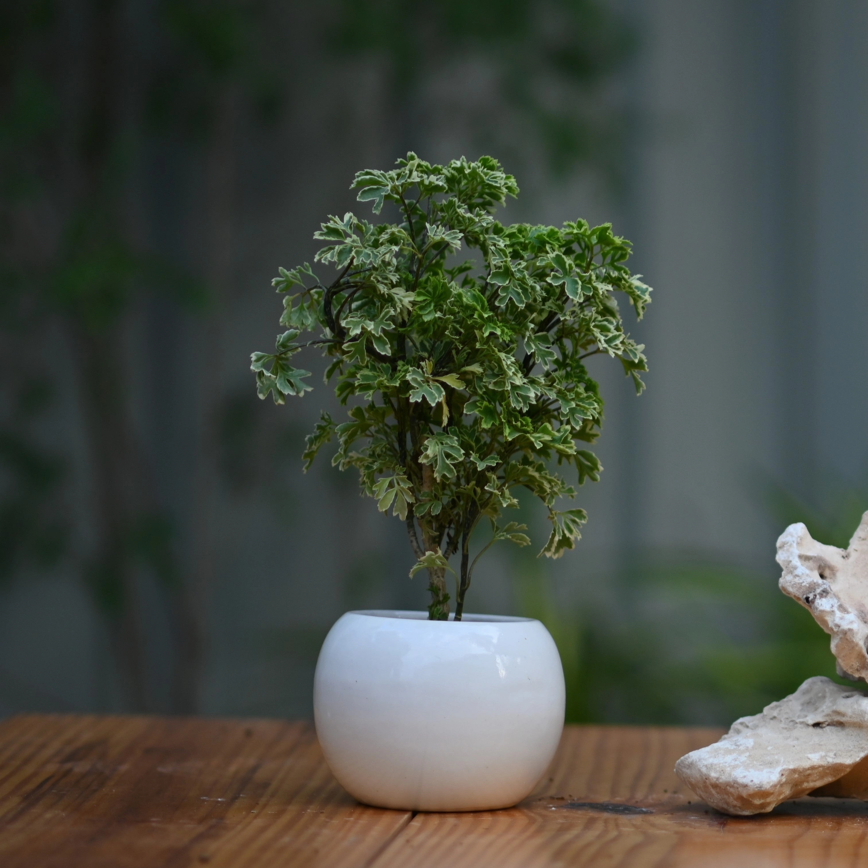 Ceramic Tlight Holder Pot shade perennial  