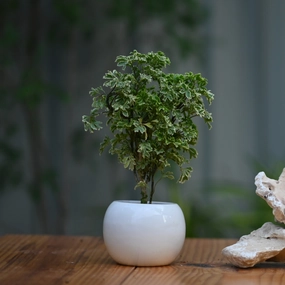 Ceramic Tlight Holder Pot shade perennial  