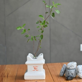 Ceramic Tulsi Planter shade perennial  