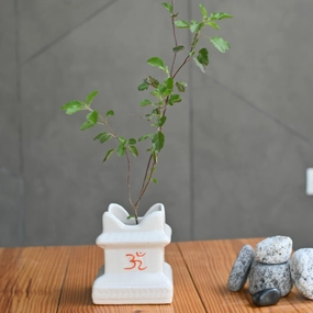 Ceramic Tulsi Planter hanging green plant  