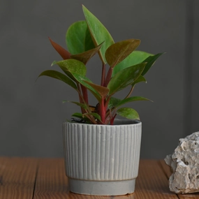 Ceramic Tumbler Pot/Planter desktop planter  
