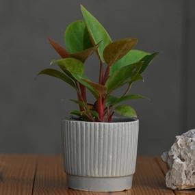 Ceramic Tumbler Pot/Planter hanging green plant  