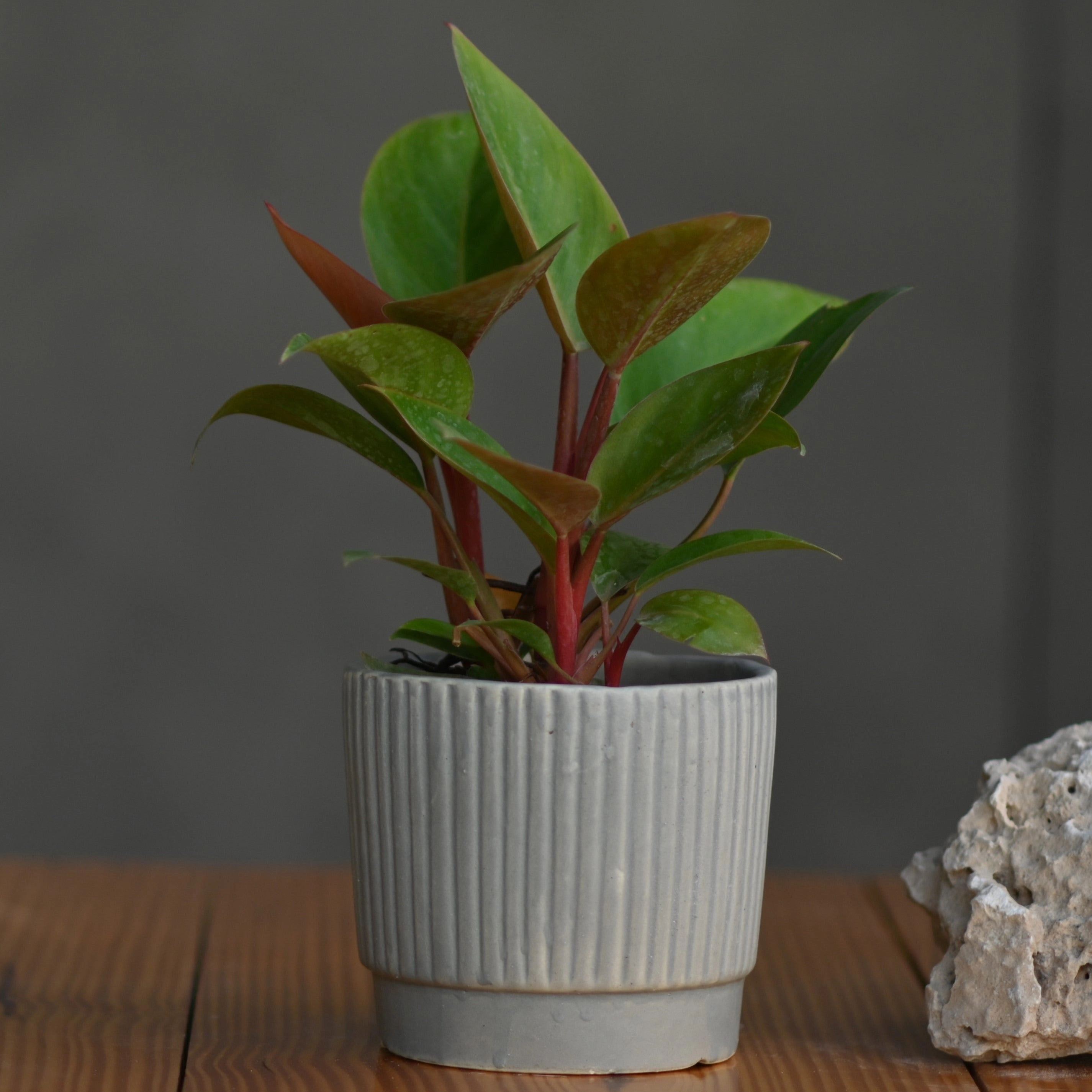 Ceramic Tumbler Pot/Planter hanging green plant  