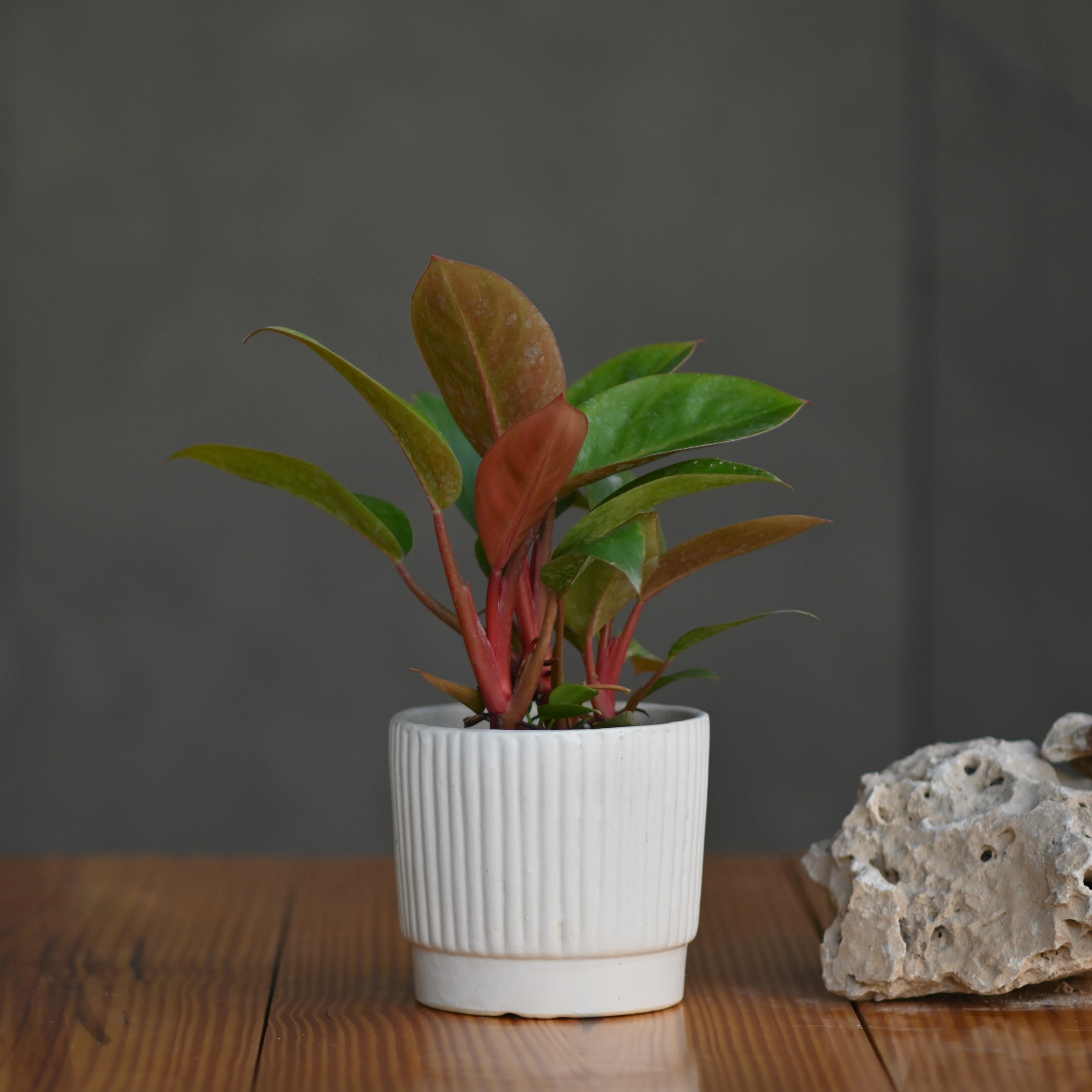 Ceramic Tumbler Pot/Planter