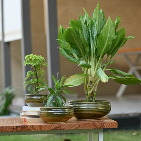 Ceramic Venus Bonsai Pot, Green shade perennial  