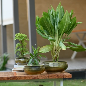 Ceramic Venus Bonsai Pot, Green desktop planter  