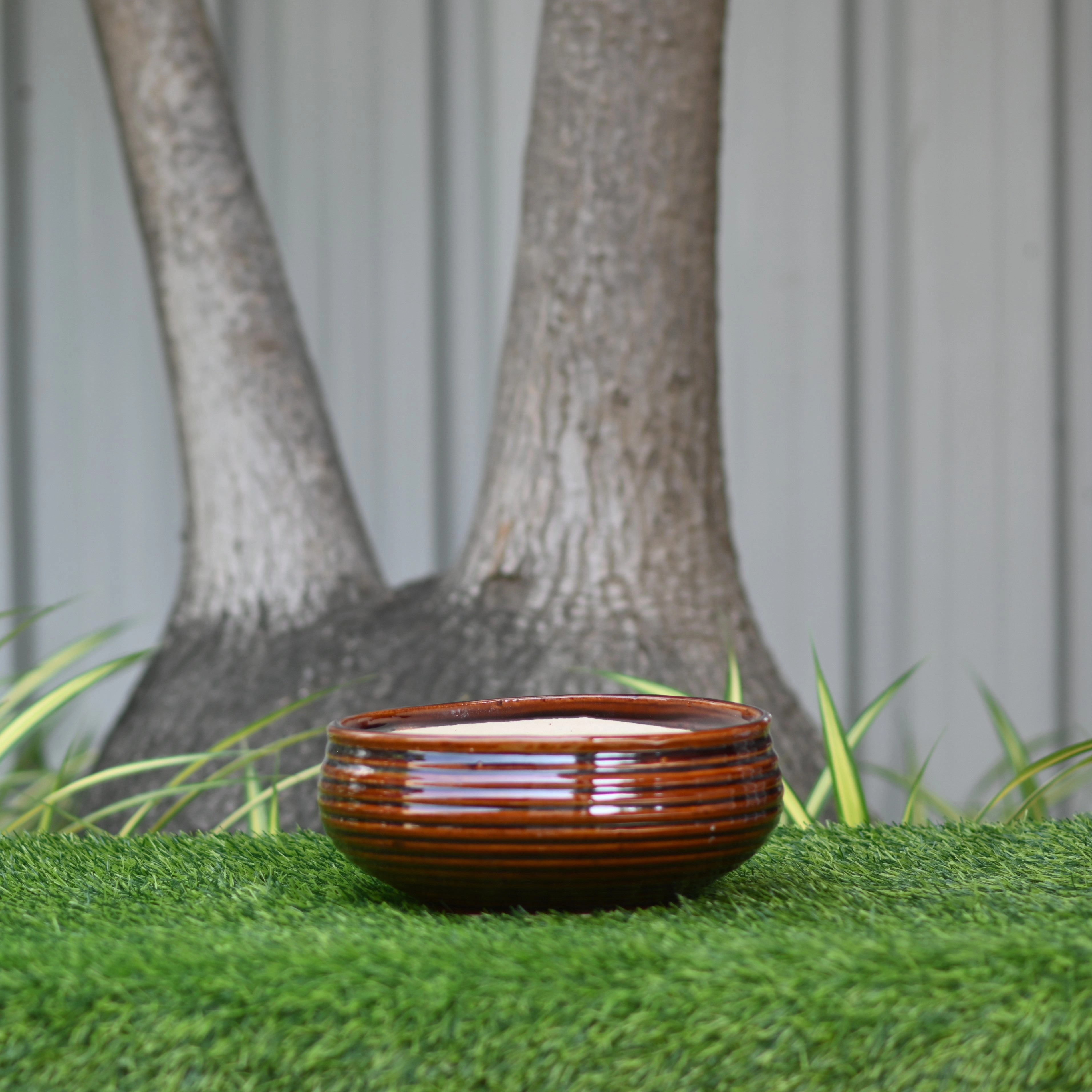 Ceramic Venus Bonsai Pot/Planter, Brown