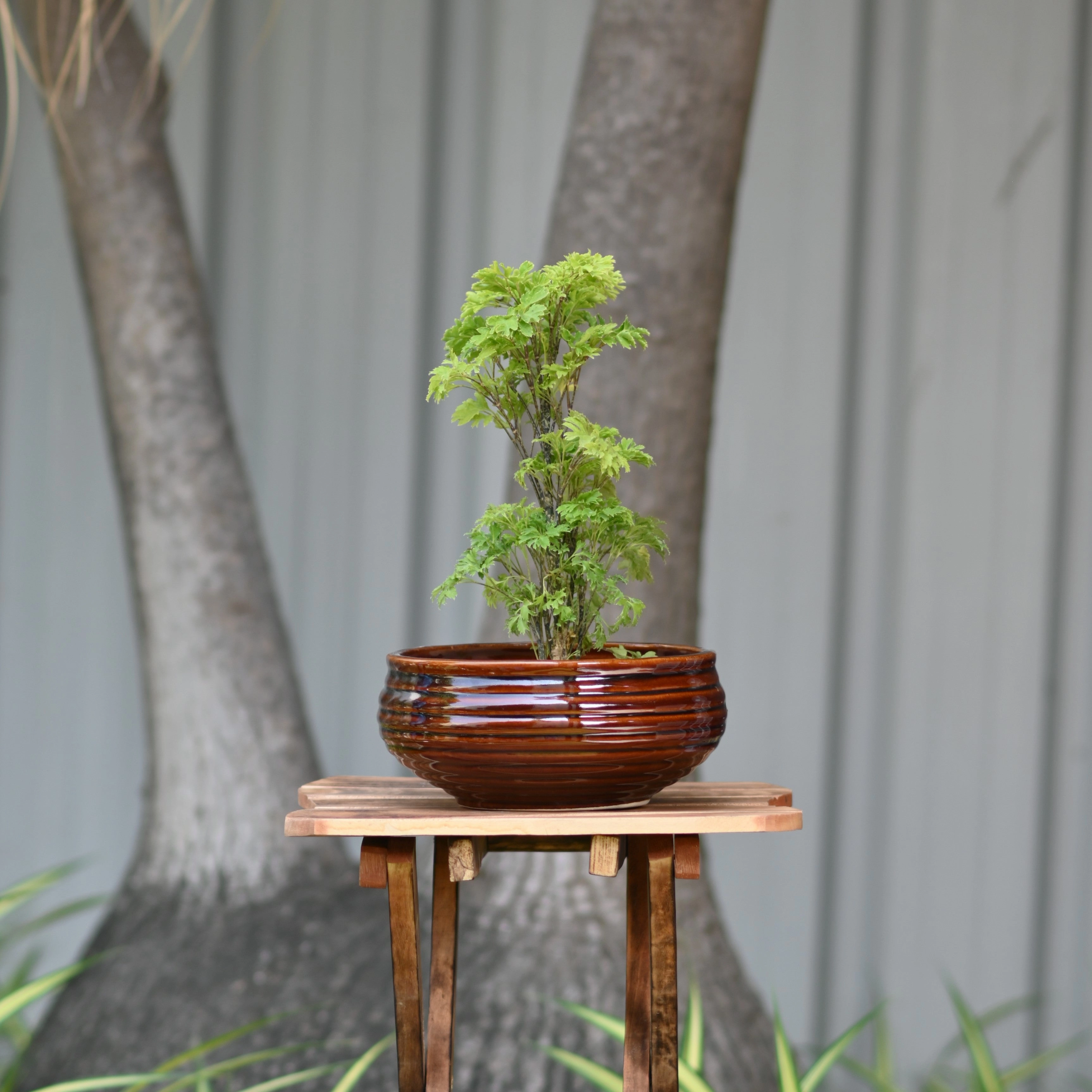 Ceramic Venus Bonsai Pot/Planter, Brown