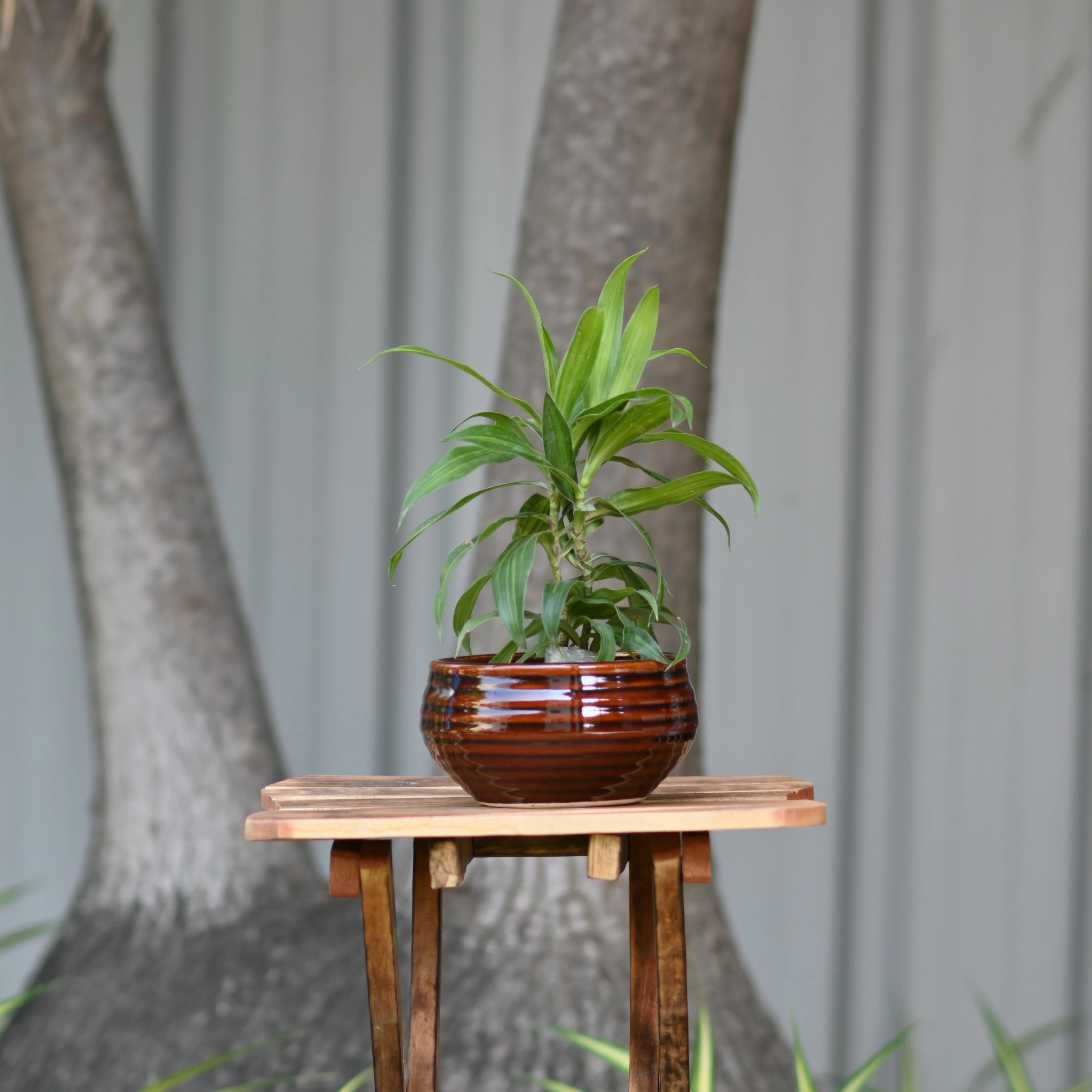 Ceramic Venus Bonsai Pot/Planter, Brown