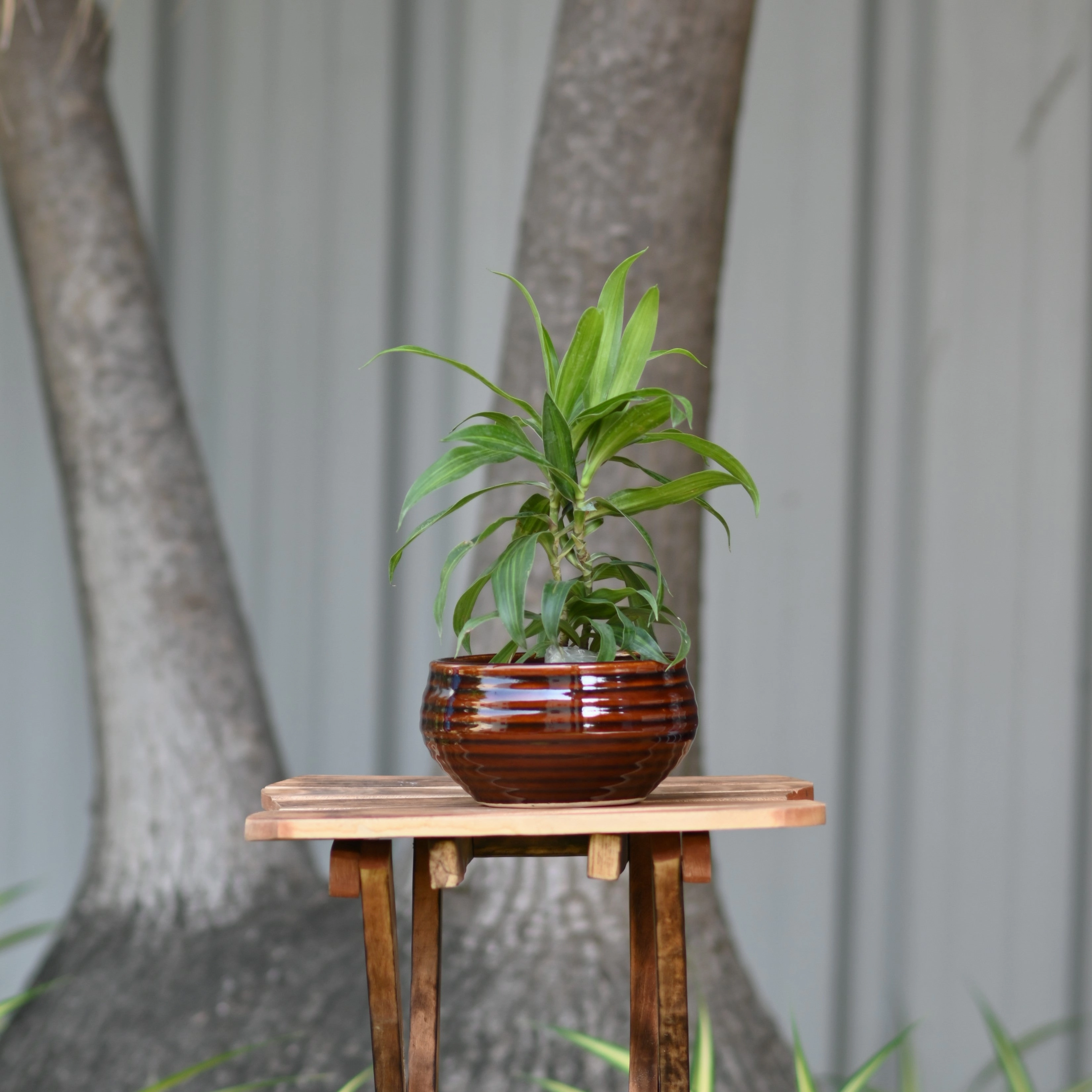 Ceramic Venus Bonsai Pot/Planter, Brown
