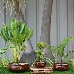 Ceramic Venus Bonsai Pot/Planter, Brown hanging green plant  