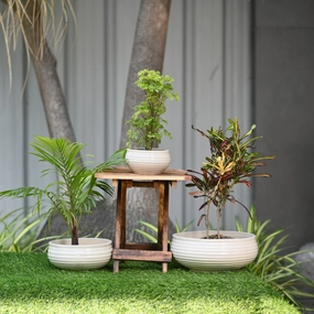 Ceramic Venus Bonsai Pot, White shade perennial  