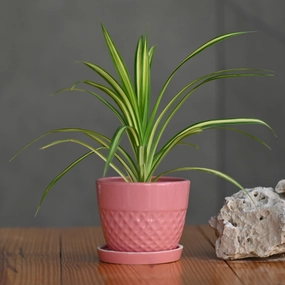 Ceramic Waffle Pot with Tray shade perennial  