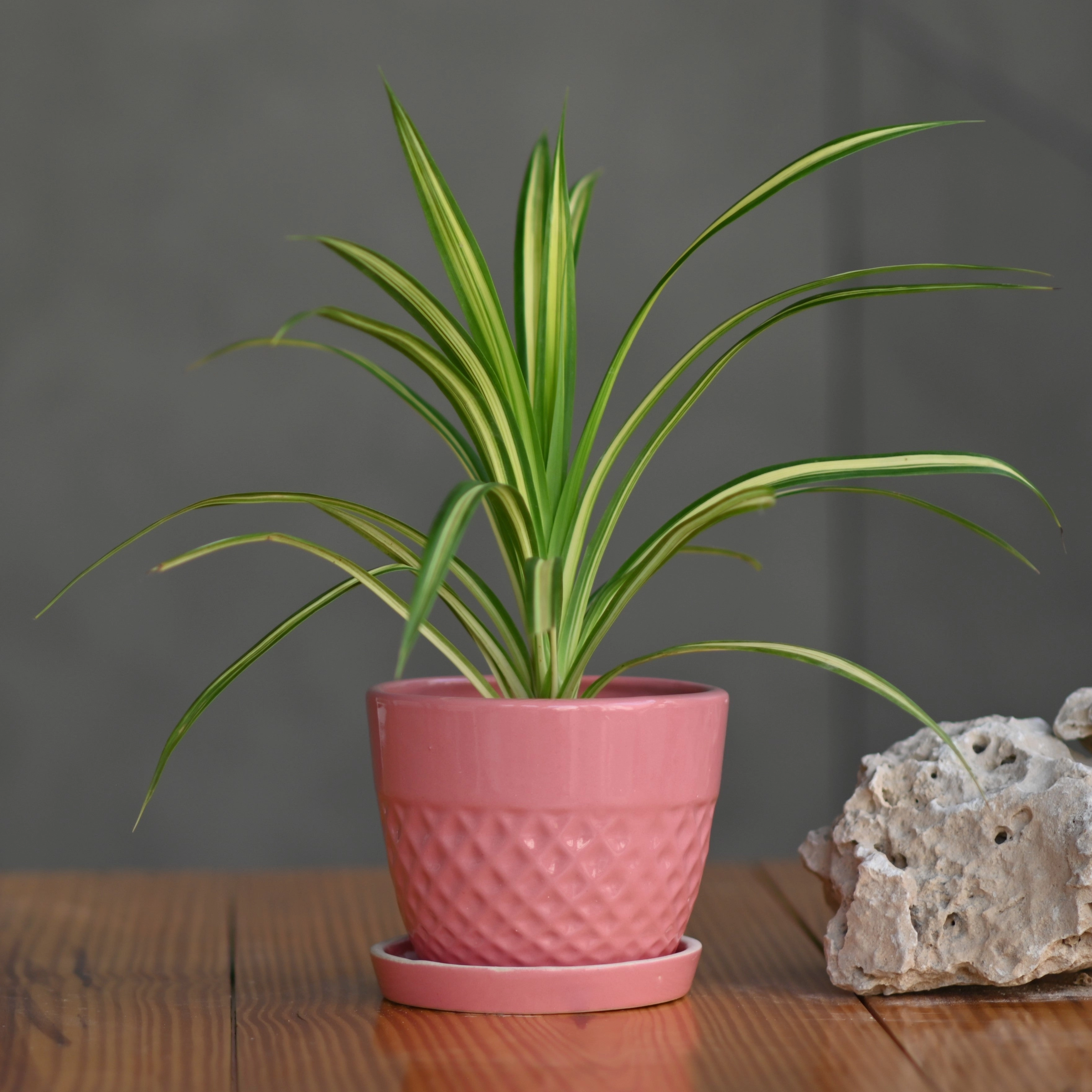 Ceramic Waffle Pot with Tray hanging green plant  