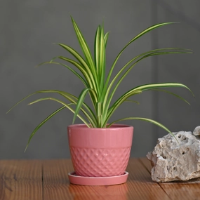 Ceramic Waffle Pot with Tray cactus succulent plant  