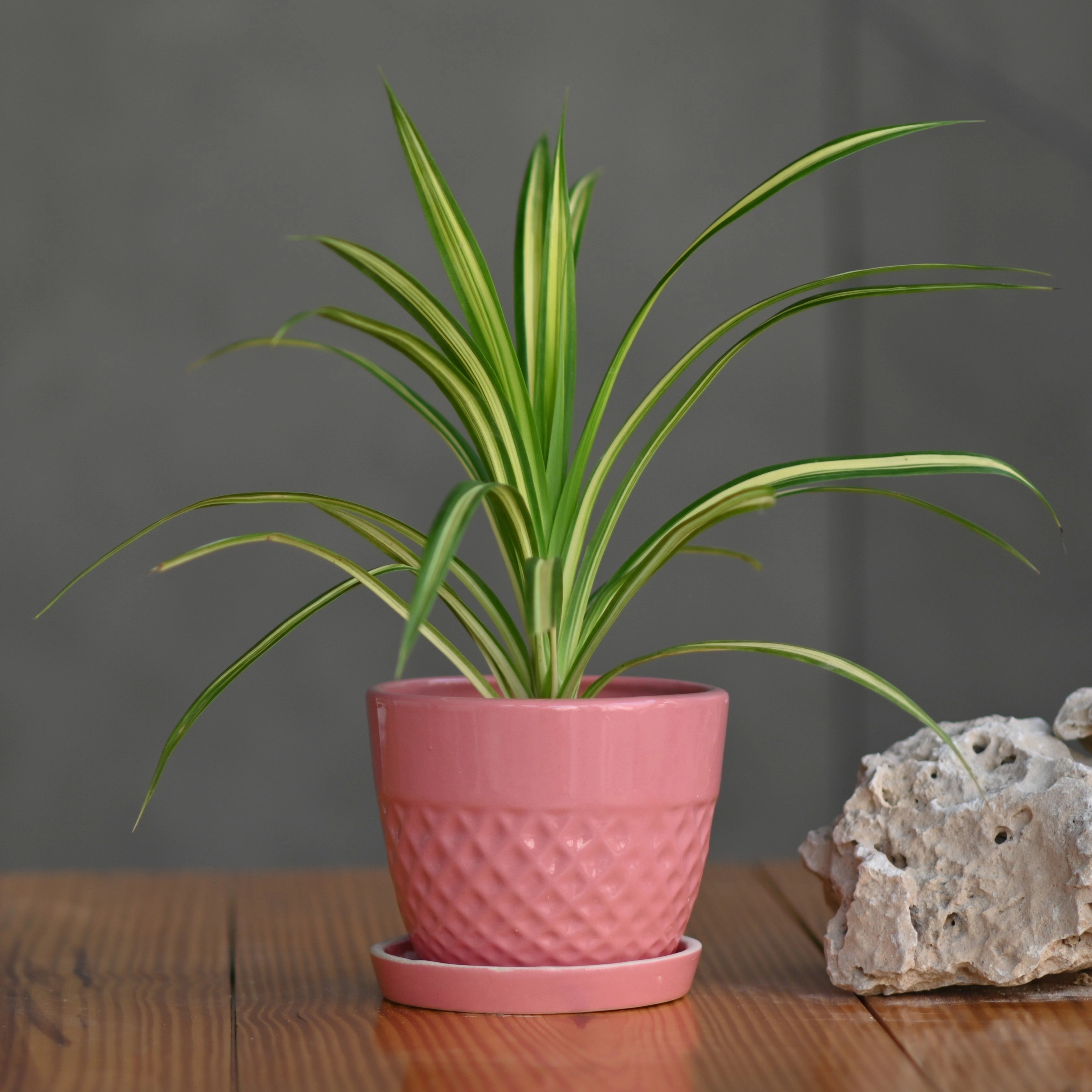 Ceramic Waffle Pot with Tray cactus succulent plant  