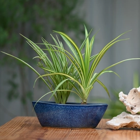 Ceramic Yatch Bonsai Pot For Plants hanging green plant  