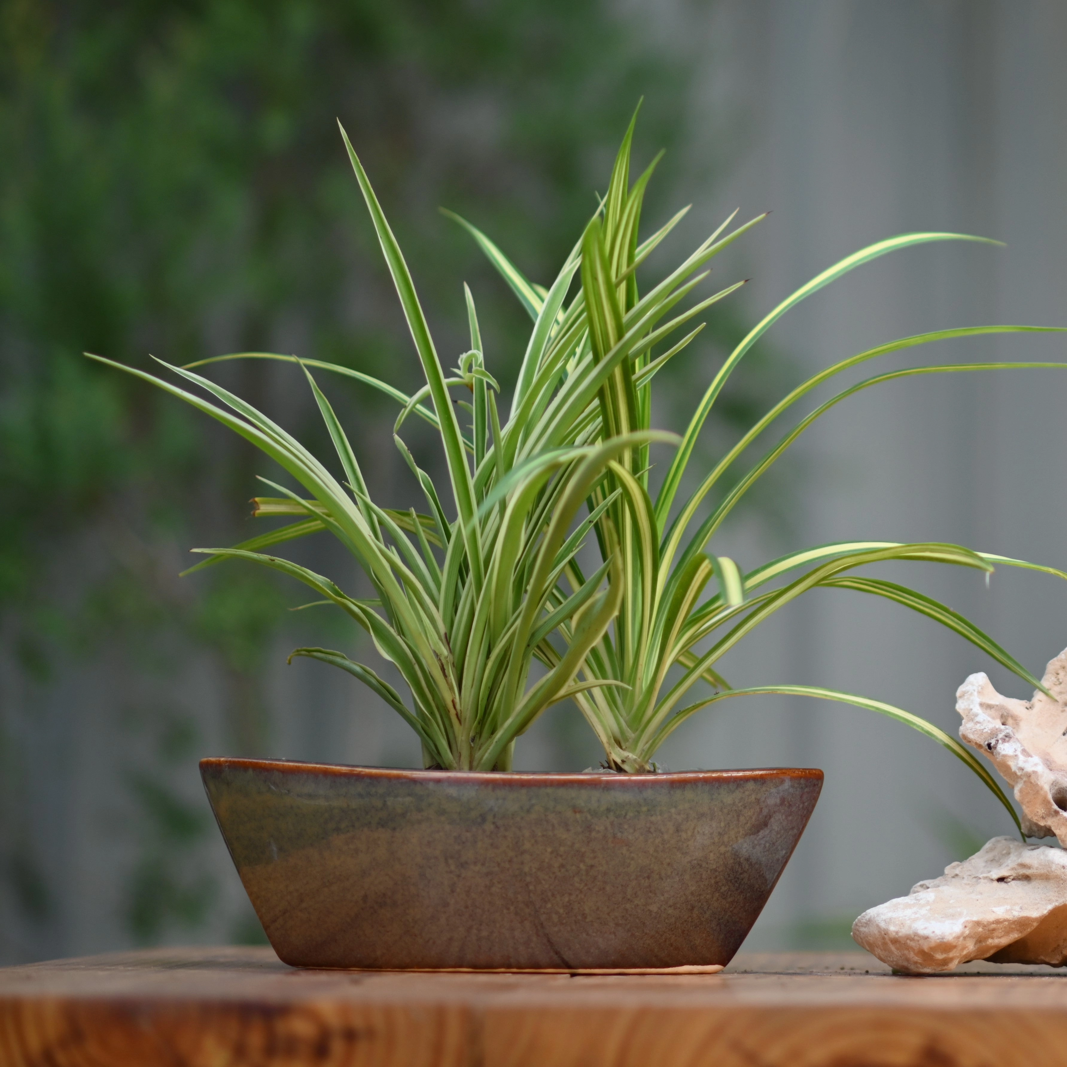 Ceramic Yatch Bonsai Pot For Plants