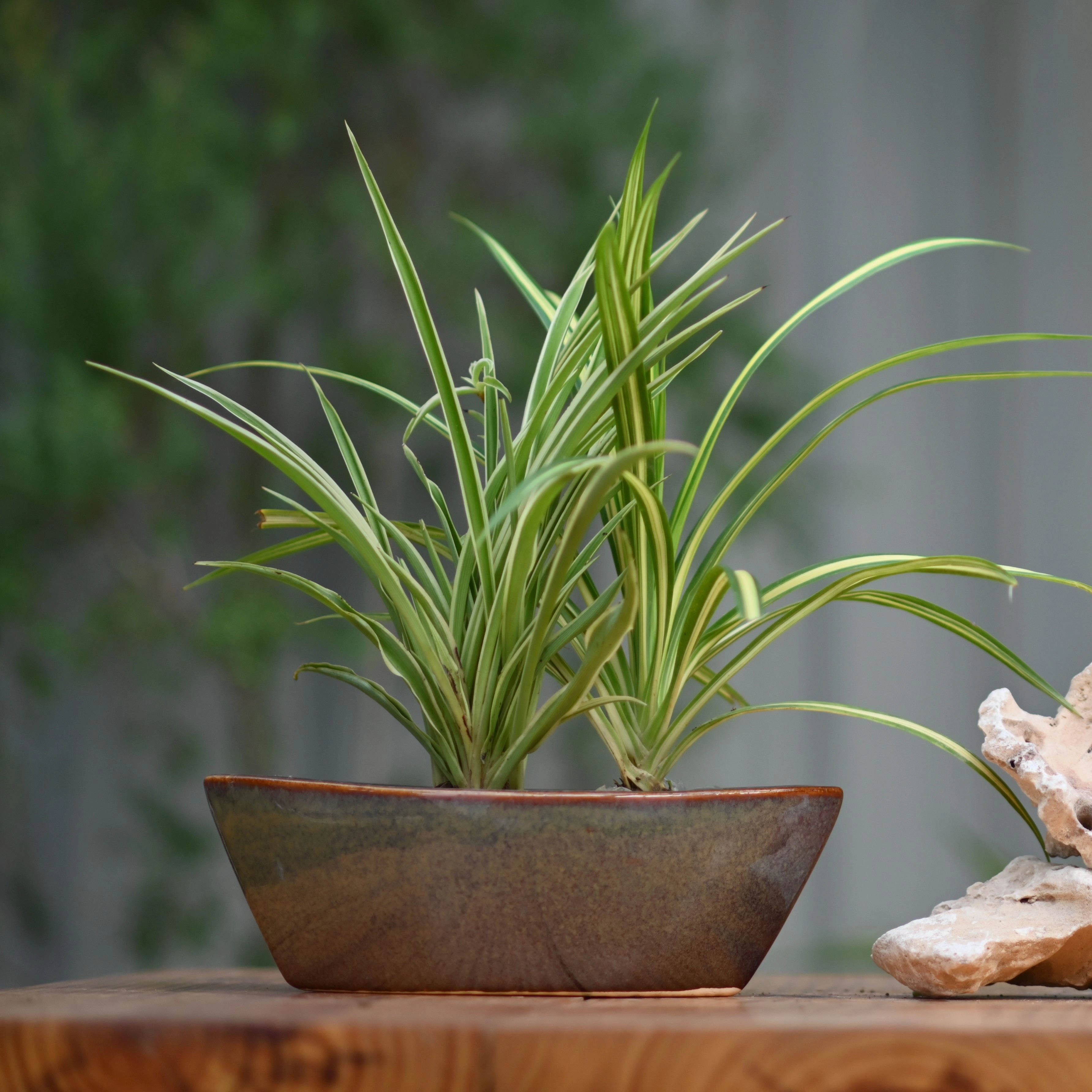 Ceramic Yatch Bonsai Pot For Plants
