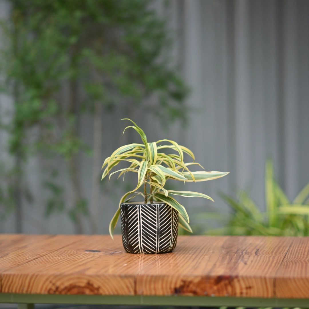 Ceramic Zigzag Black Pot with Stand
