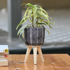 Ceramic Zigzag Black Pot with Stand cactus succulent plant  