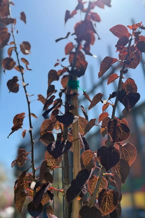 Cercidiphyllum japonicum 'Red Fox' #6 decorative flowerpot  