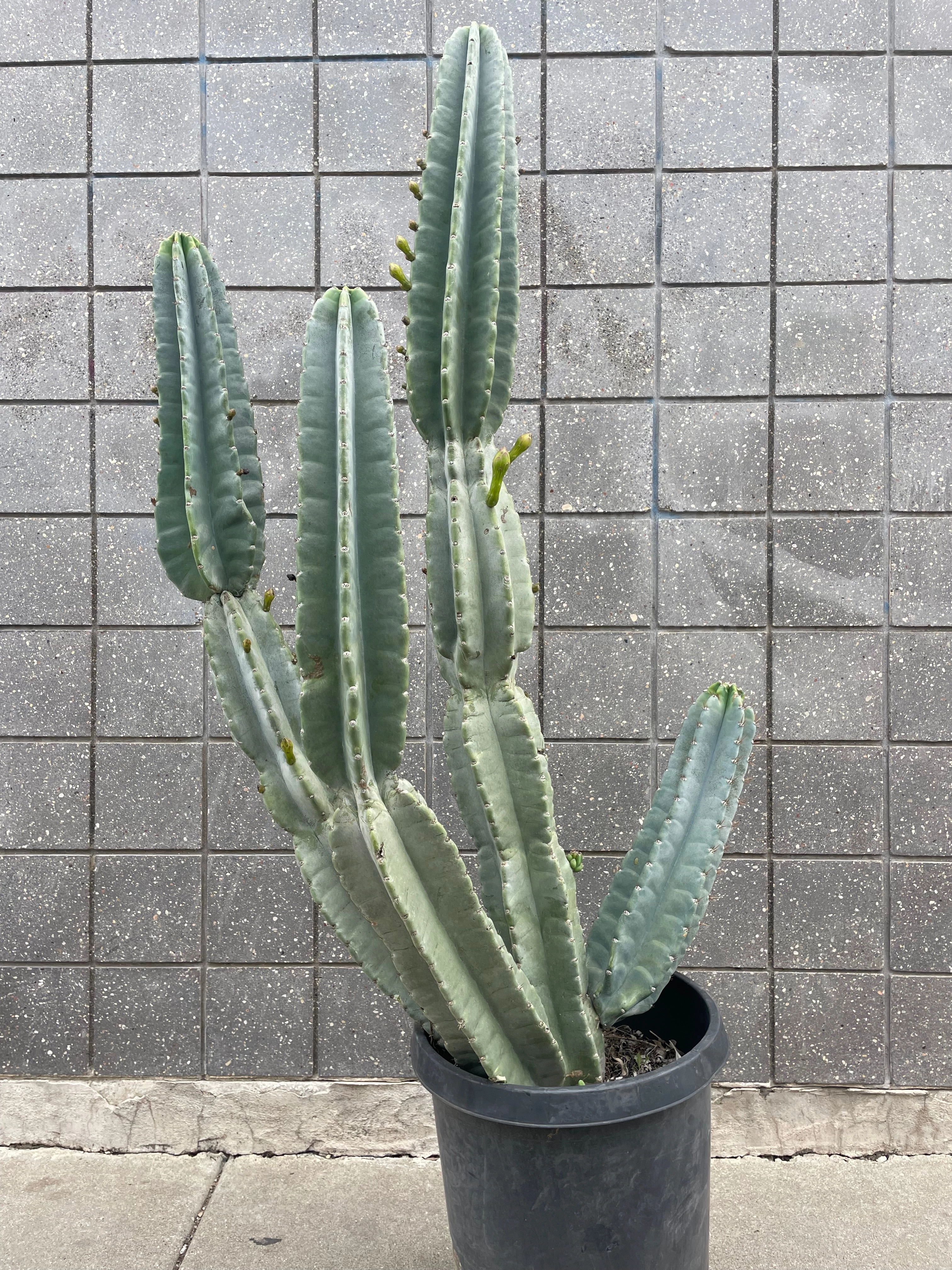 Cereus peruvianus #15