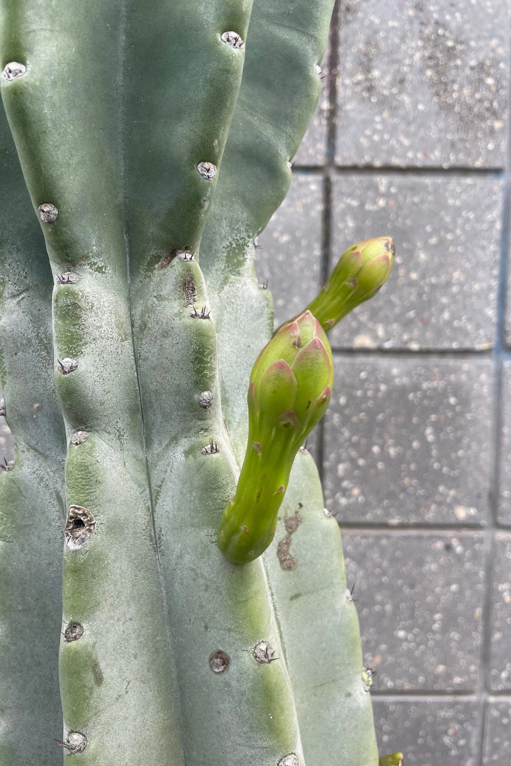 Cereus peruvianus #15