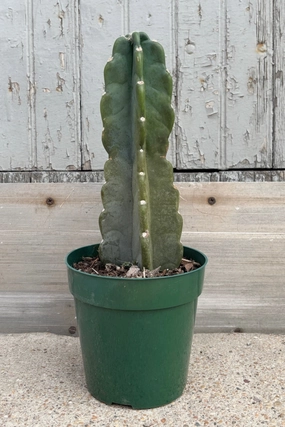 Cereus peruvianus 6" medium flower pot  
