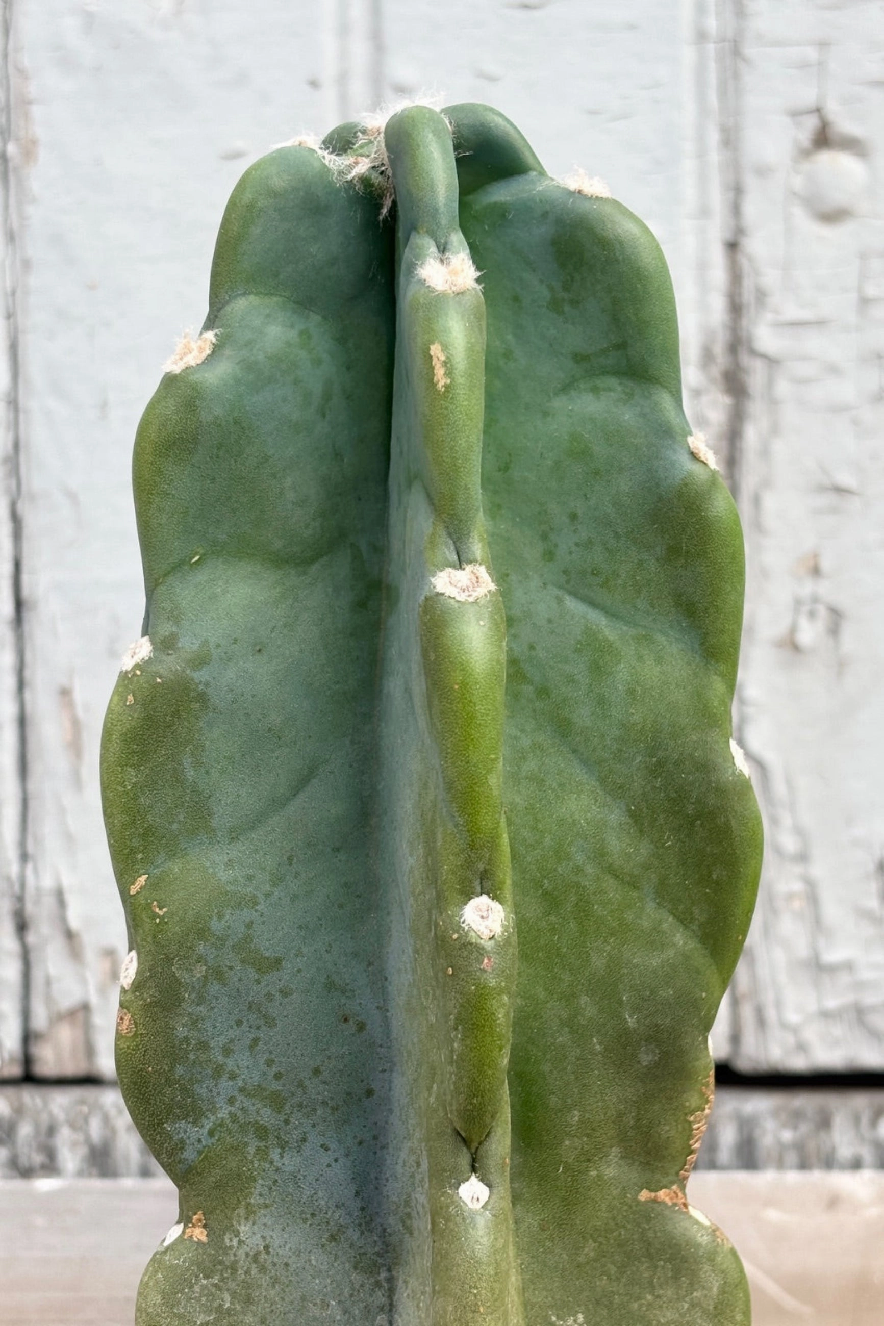 Cereus peruvianus 6"