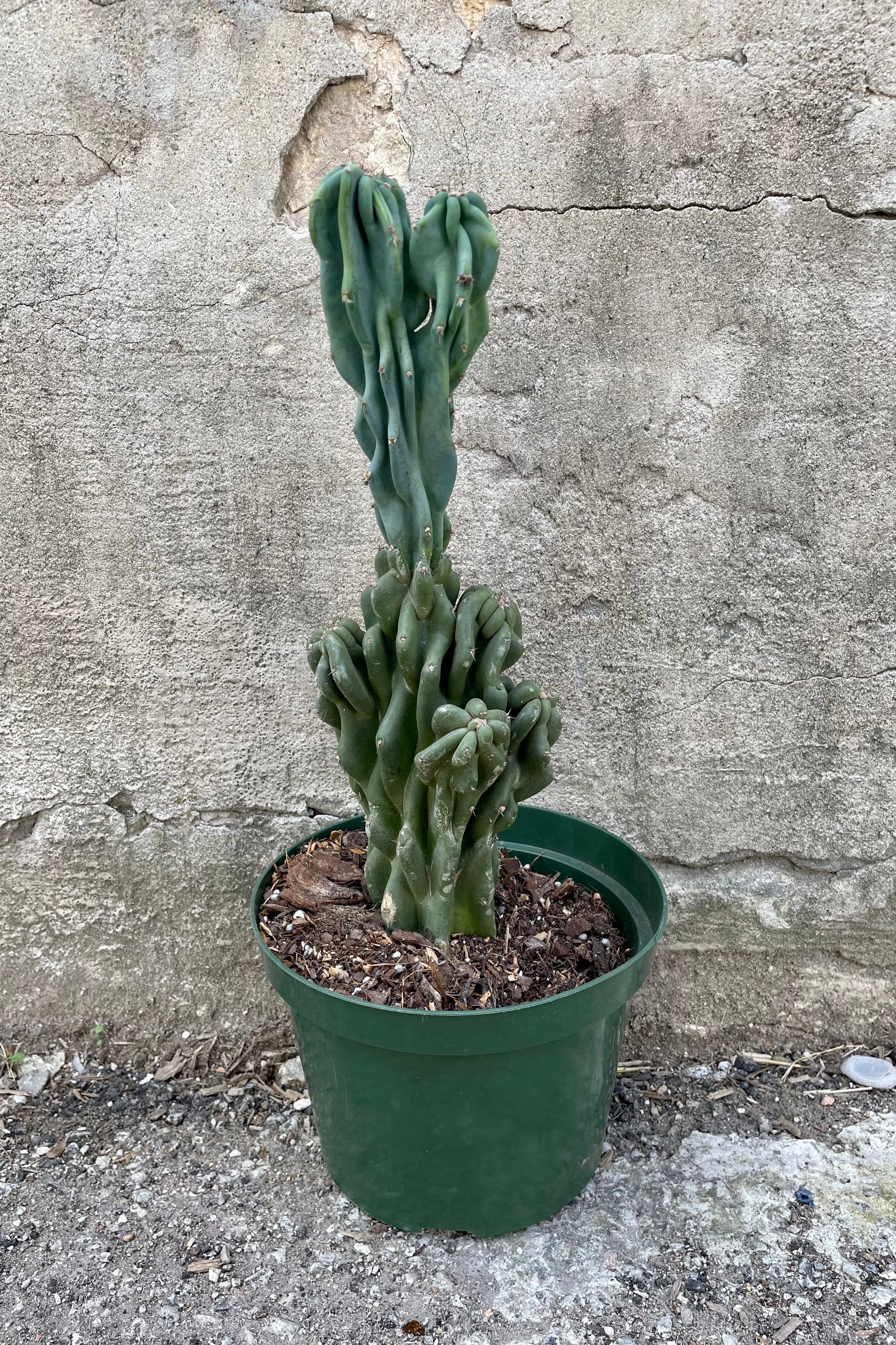 Cereus peruvianus 'Monstrose' 8"