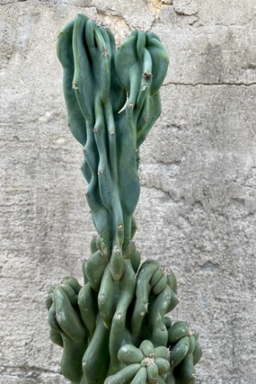 Cereus peruvianus 'Monstrose' 8" medium flower pot  