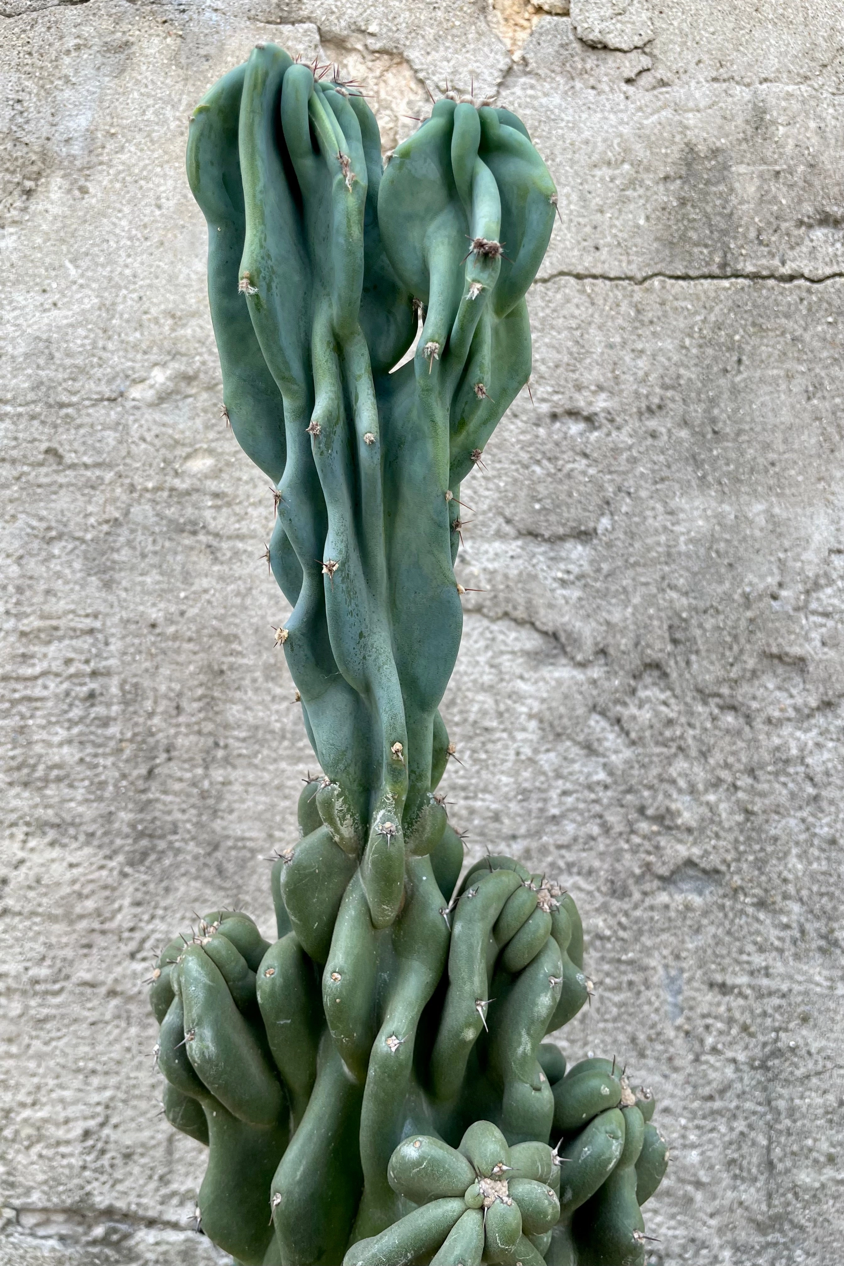 Cereus peruvianus 'Monstrose' 8" medium flower pot  