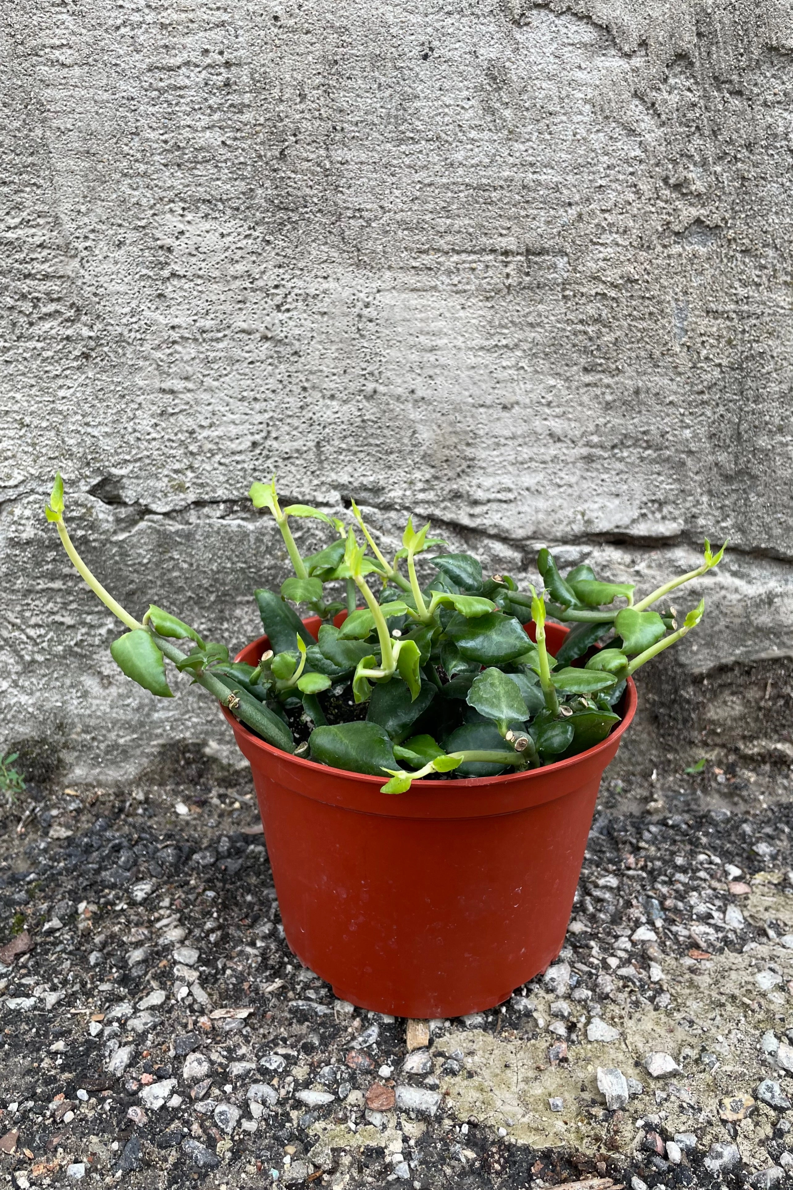 Ceropegia sandersonii "Umbrella Flower" 6"