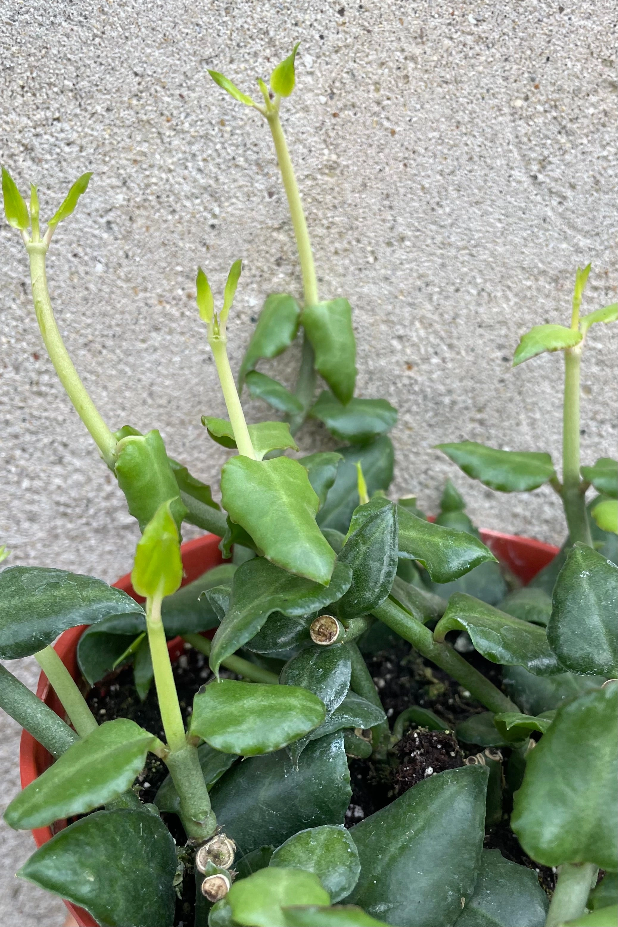 Ceropegia sandersonii "Umbrella Flower" 6" medium flower pot  