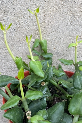 Ceropegia sandersonii "Umbrella Flower" 6" medium flower pot  