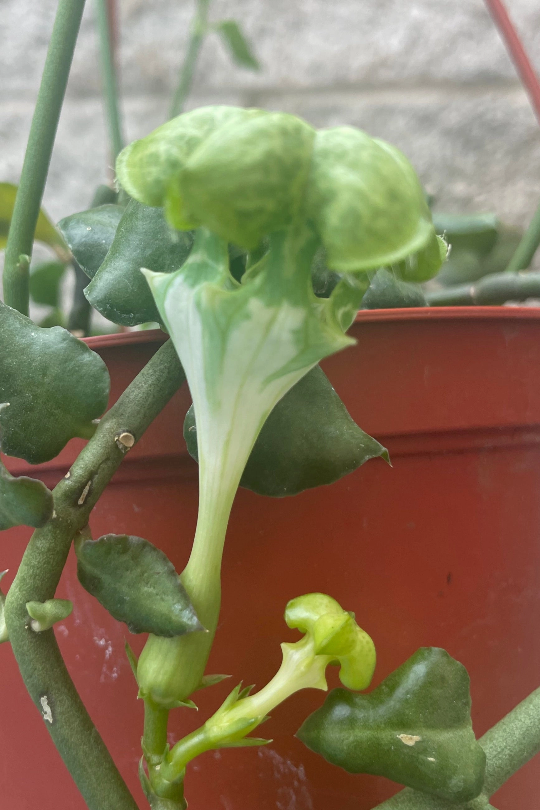 Ceropegia sandersonii "Umbrella Flower" 6"