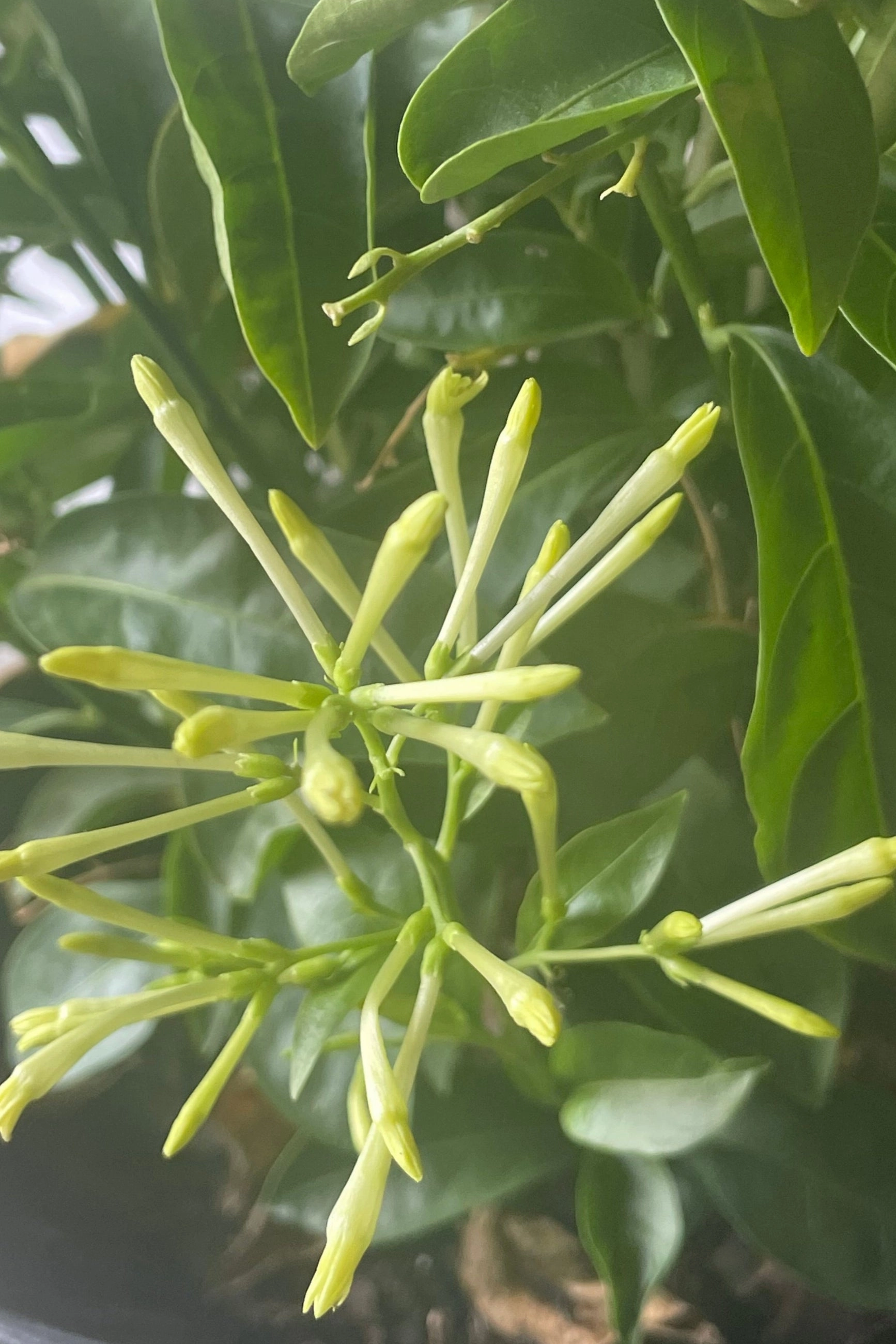 Cestrum nocturnum "Night-blooming Jasmine" 10"