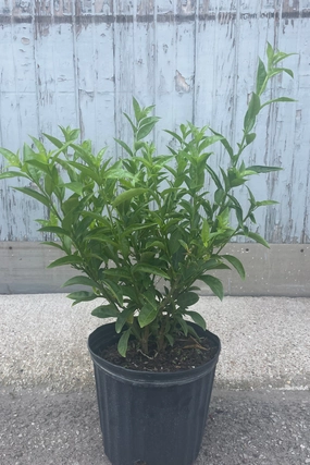 Cestrum nocturnum "Night-blooming Jasmine" 10" medium flower pot  