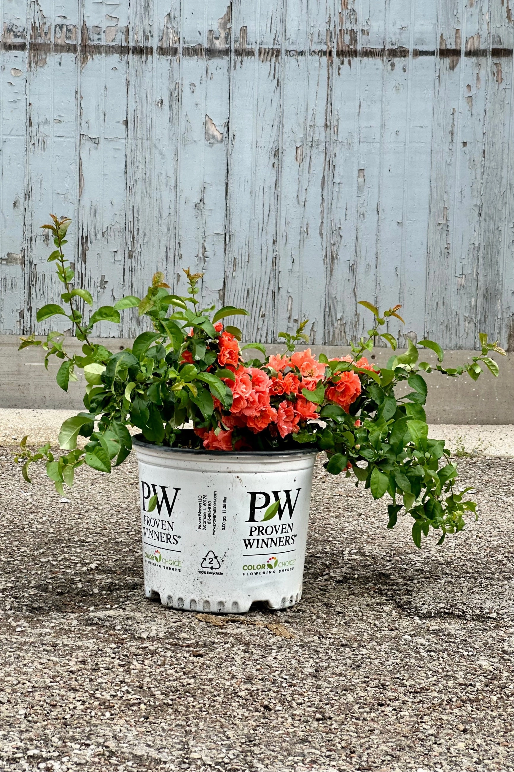 Chaenomeles 'Peach Double Take'  #3