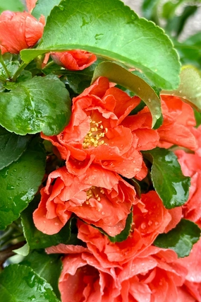 Chaenomeles 'Peach Double Take'  #3 decorative flowerpot  