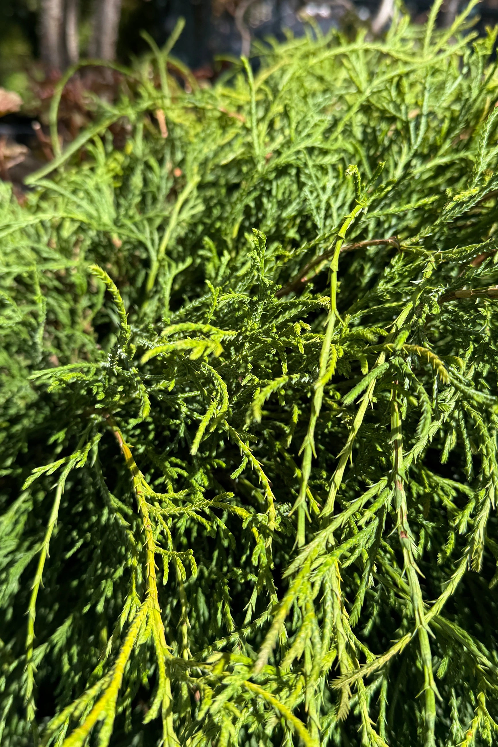 Chamacyparis pisifera 'Filifera' #6 decorative flowerpot  