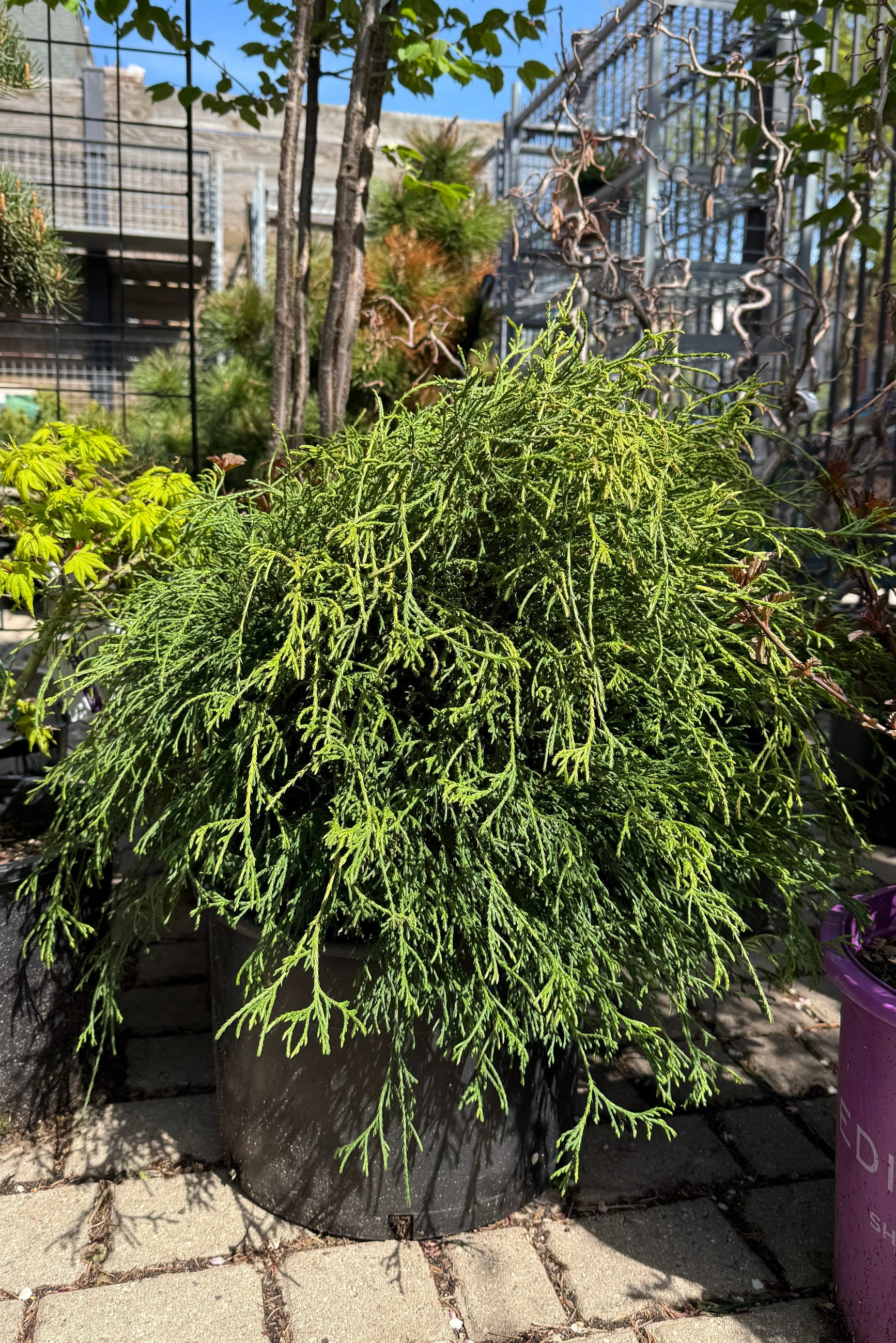 Chamacyparis pisifera 'Filifera' #6