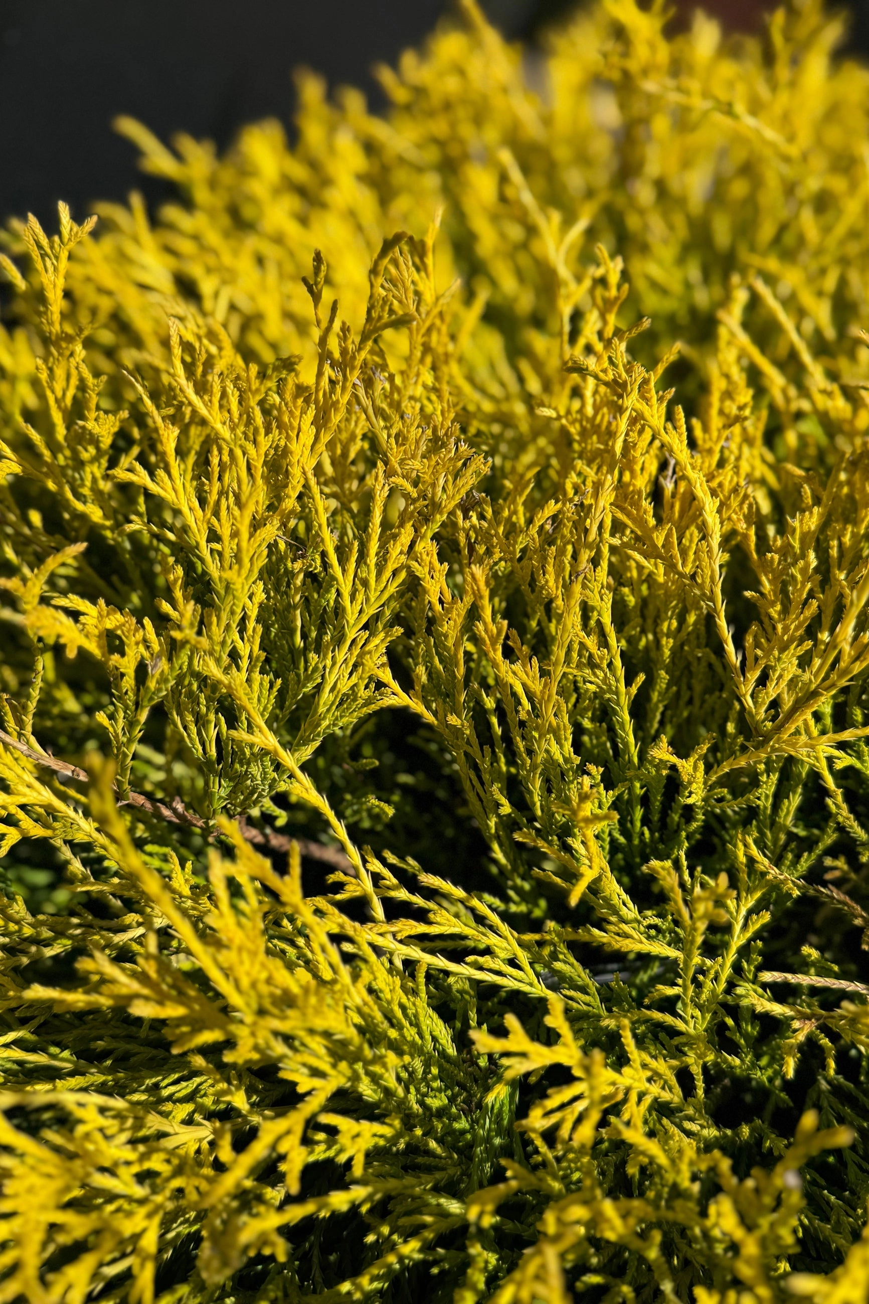 Chamaecyparis p. 'Golden Mop' #3 decorative flowerpot  