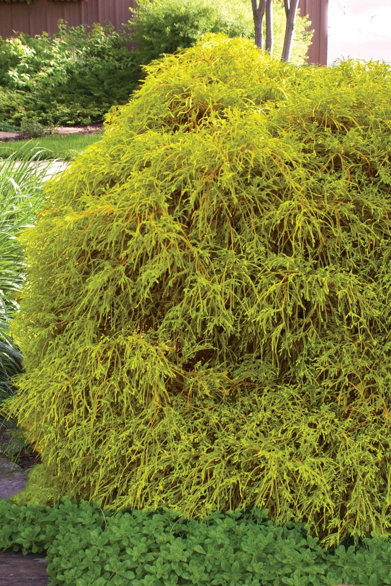 Chamaecyparis p. 'Golden Mop' #3