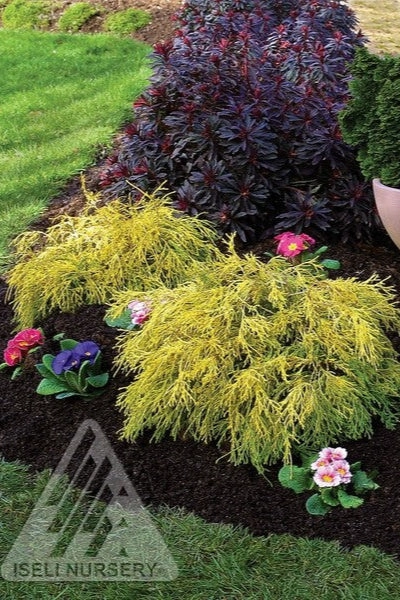 Chamaecyparis p. 'Golden Mop' #3