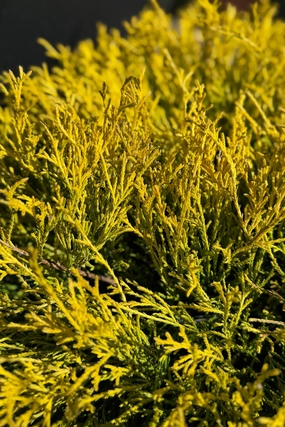 Chamaecyparis p. 'Golden Mop' #3 decorative flowerpot  